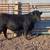 Purebred Angus Bulls 3 thumbnail