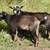Nigerian Dwarf Wethers 2 thumbnail