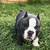 Micro bully female 4 thumbnail
