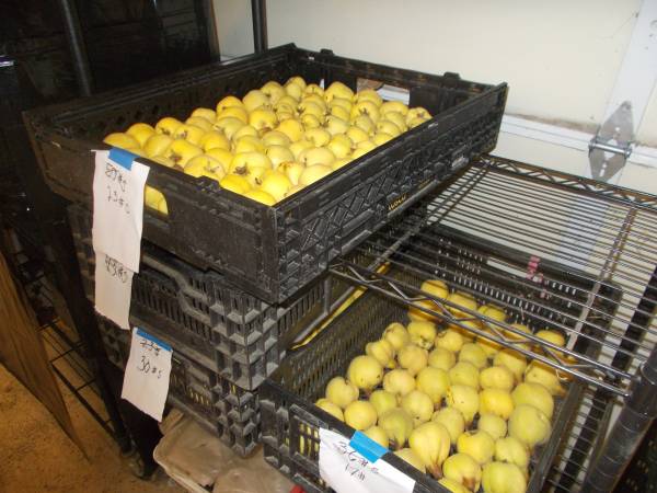 ORGANIC QUINCE  ( MEMBRILLO ) 1