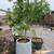 Nectarine trees 2 thumbnail