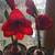 Amaryllis Red Lion Flowering House Plant 6 thumbnail