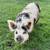 Male Kune Kune for “rent” 1 thumbnail