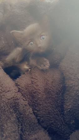 Beautiful black kitten (Decatur)63739435296513120