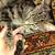 Missing cat!! 4 thumbnail