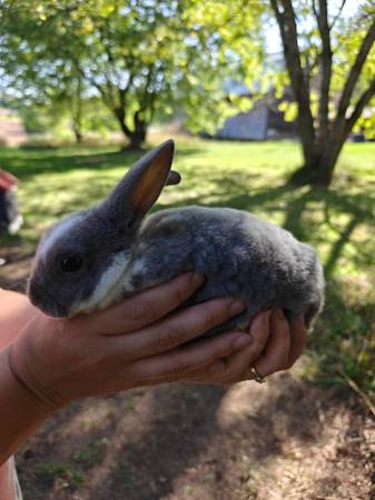 Mini Rex young bucks 1