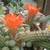 Closing Nursery : Big Sale. Open 12 - 4 p.m. in Capitola 5 thumbnail