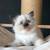 Ragdoll catsTrained 3 thumbnail