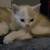 Male Kitten 2 thumbnail