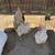 Laying hens 3 thumbnail
