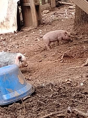 Baby pigs (Eufaula)63614349148033121