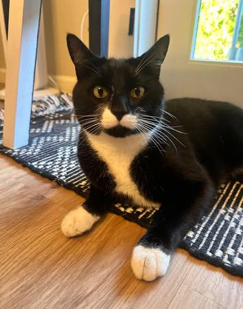 Missing Tuxedo Cat REWARD 1