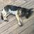 2 German Shepherd dogs 6 thumbnail
