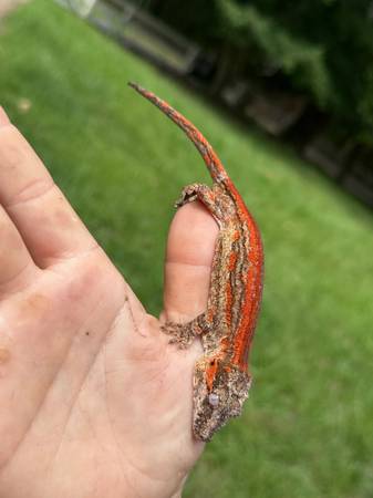 Exotic pets! Reptiles and more