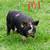 Kunekune piglets 3 thumbnail