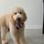 Golden doodle (6months) 1 thumbnail