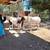 Miniature ponies / pony miniatura 5 thumbnail