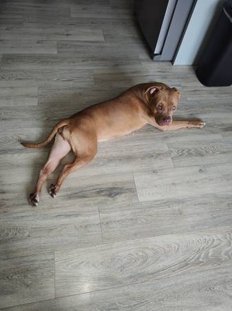 XL female bully 1