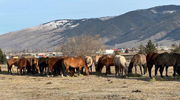 AQHA mares 1