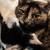 LOST BROWN CAT -tortoise mottled brown 2 thumbnail