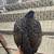 Chickens 2 thumbnail
