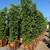 Ficus nitida indian laurel privacy hedge 2 thumbnail