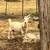 Nigerian goats-3 females 1 thumbnail