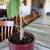 Money tree 3 thumbnail