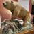 Russian Brown Bear Mount 2 thumbnail