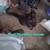 8, 9, 14 week old kittens $20 18 thumbnail