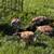 Chickens 8 thumbnail