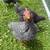 Laying chicken hens 2 thumbnail