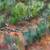 Original oil painting Sage Country by Otto Jegodtka 8 thumbnail