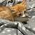 2  kittens need a new home 4 thumbnail