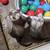 Ferrets for Rehoming 1 thumbnail
