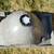 Genuine OEM Volvo 240 Headlight Headlights Bezel 3 thumbnail