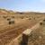 Forage Hay 3 thumbnail