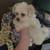 Maltipoo 2 thumbnail