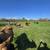 Herd needs new pastures 8 thumbnail
