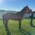 Thoroughbred mare - horse for sale 1 thumbnail