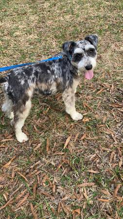 Three miniature schnauzers 1