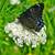 HELP SAVE THE WORLD: Plant Pollinator Gardens NOW! 5 thumbnail