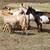 NIGERIAN DWARF HERD 5 thumbnail