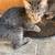 Female Kittens 1 thumbnail