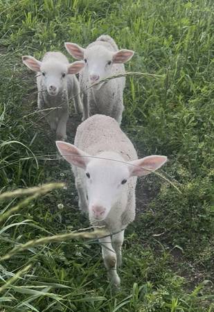Bottle Lambs 1