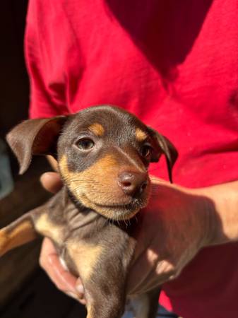Chocolate Miniature Pinscher Puppies (Bowling Green)64018507358722120