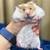 Hamsters 13 thumbnail