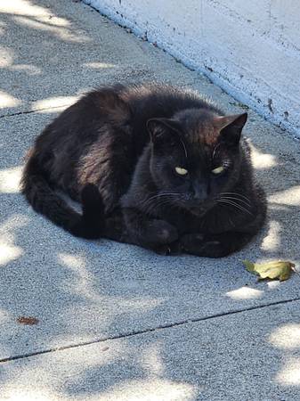 Gato encontrado (SANTA BARBARA)