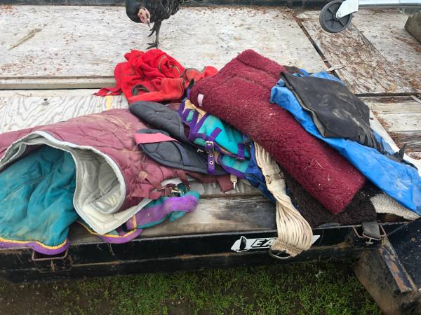 Full size and mini horse blankets and tack 1