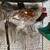 Chickens - Easter Egger/Americauna 4 thumbnail